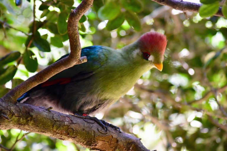 Ave del Parque Tricao | Bitacorasviajeras.com