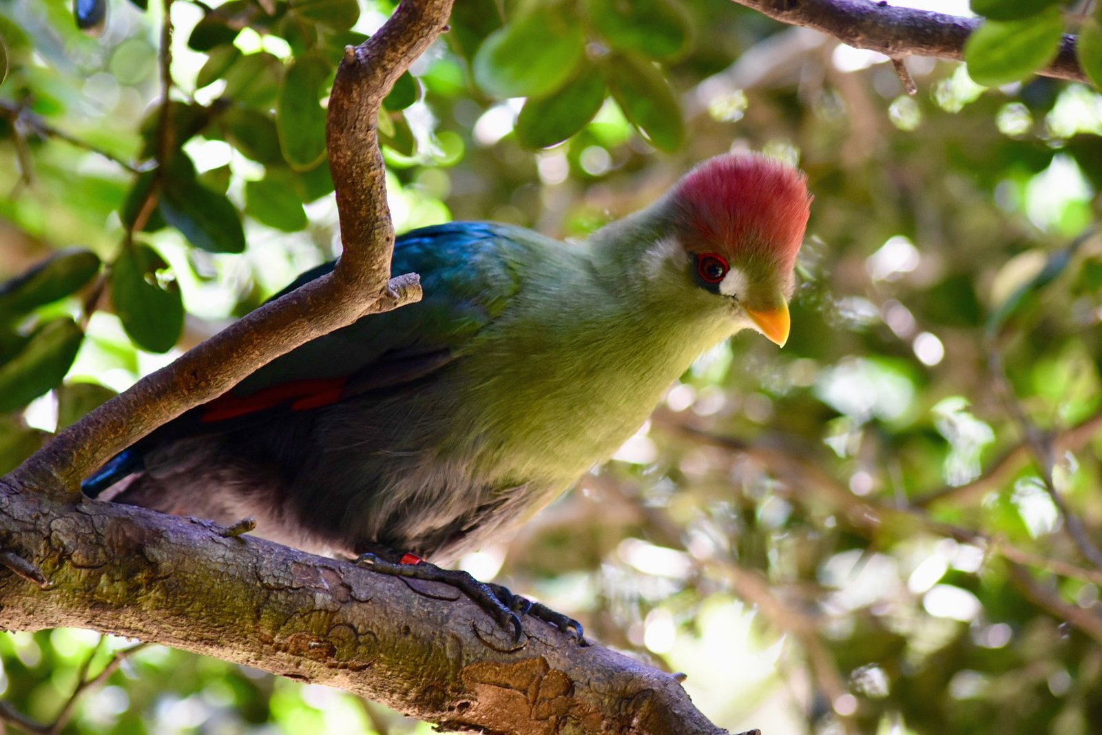 Ave del Parque Tricao | Bitacorasviajeras.com
