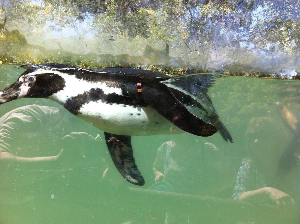 Pingüino en el Zoológico Nacional de Santiago